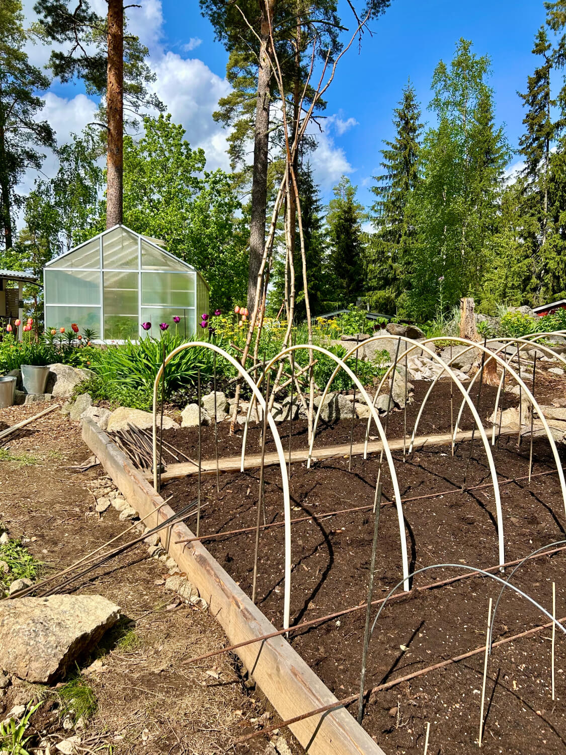 Kaalien suojaaminen tuholaisilta — Hyönteissuojaverkko tukikaarien varaan kasvimaalle