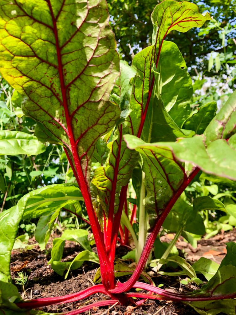 Mangoldilajikkeet ja kasvatus – Punaruotinen Rhubarb Chard