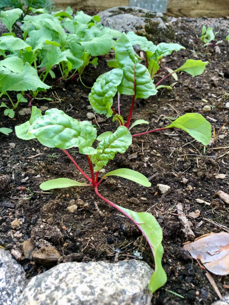 Mangoldin kasvatus siemenestä – Helpot vinkit kotipuutarhaan ja kasvimaalle