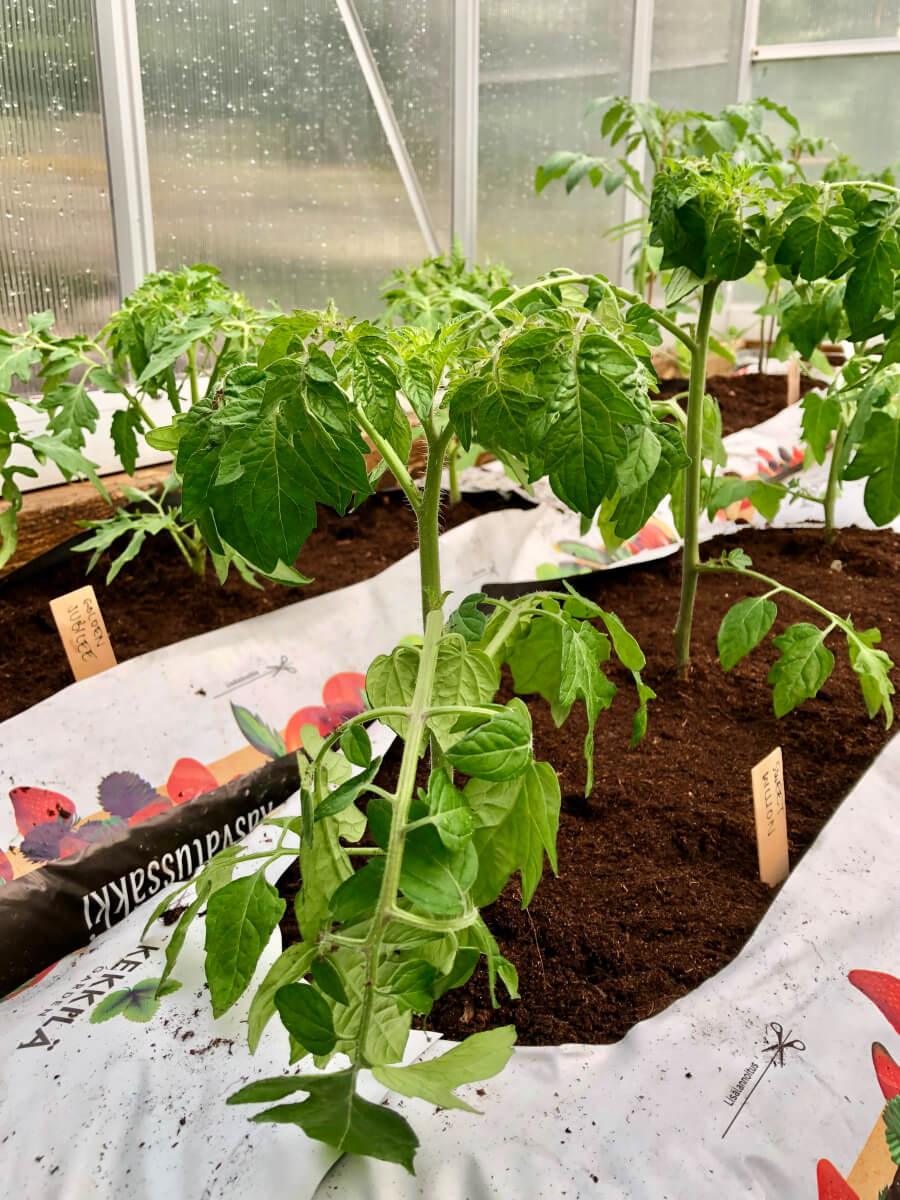 Tomaatin istutus: Oikea ajoitus, kasvupaikka ja helpot vinkit