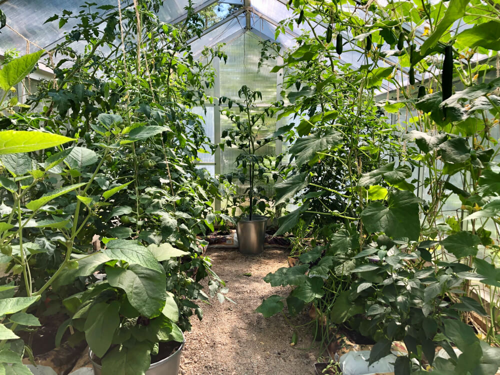 Tomaatin ja kurkun kasvatus kasvihuoneessa – Parhaat vinkit helppoon puutarhanhoitoon