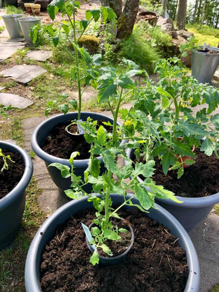 Tomaatin kasvatus ämpärissä ja istuttaminen ruukkuun