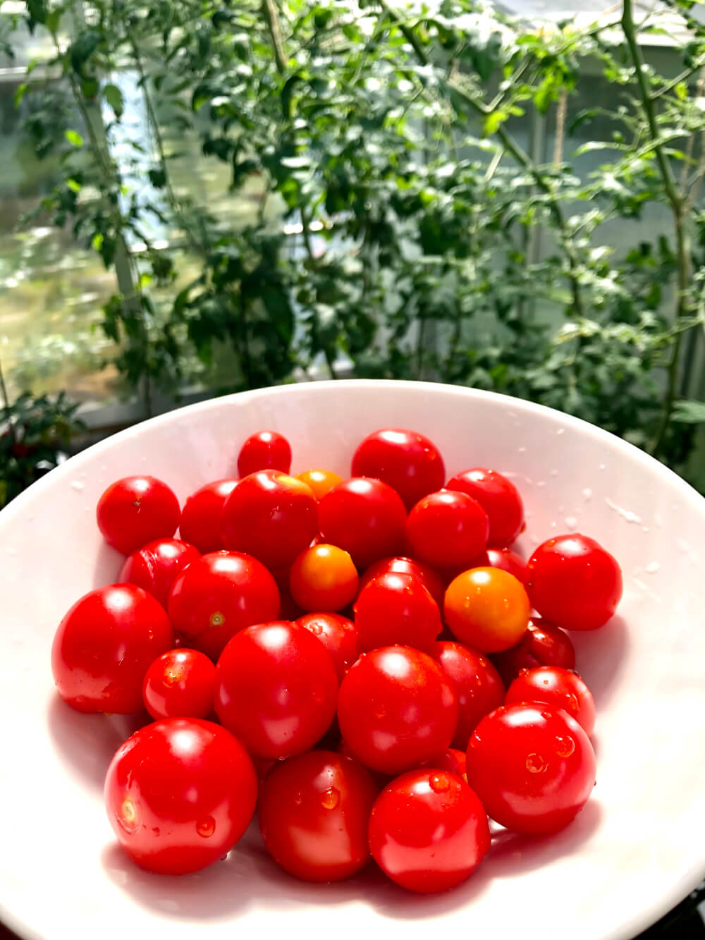 Tomaatin kasvatus ämpärissä ja ruukussa: Näin onnistut helposti