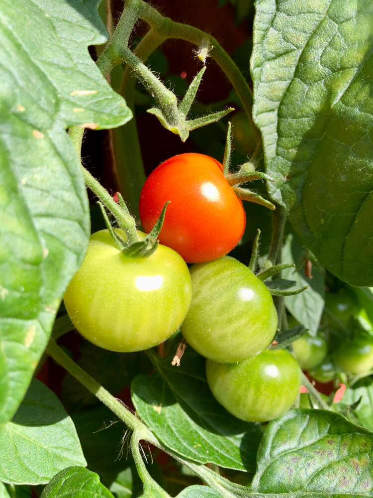 Tomaatin kasvatus avomaalla - Tomaatin kypsyminen ja sadonkorjuu