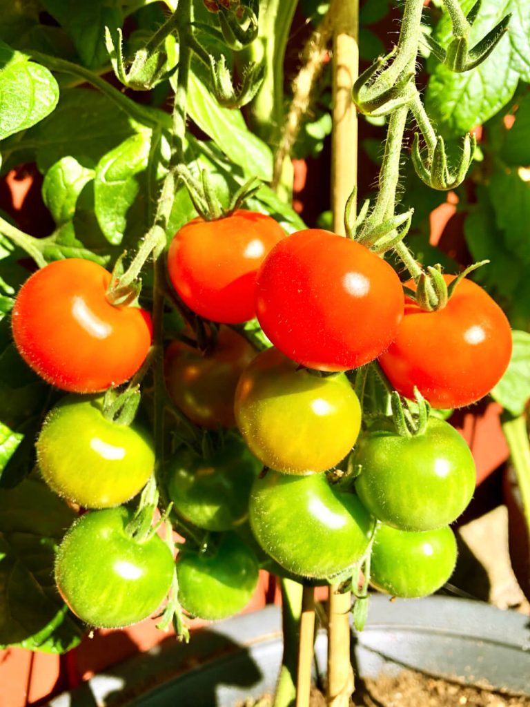 Tomaatin kasvatus avomaalla - Tomaattien kypsyminen ja sadonkorjuu