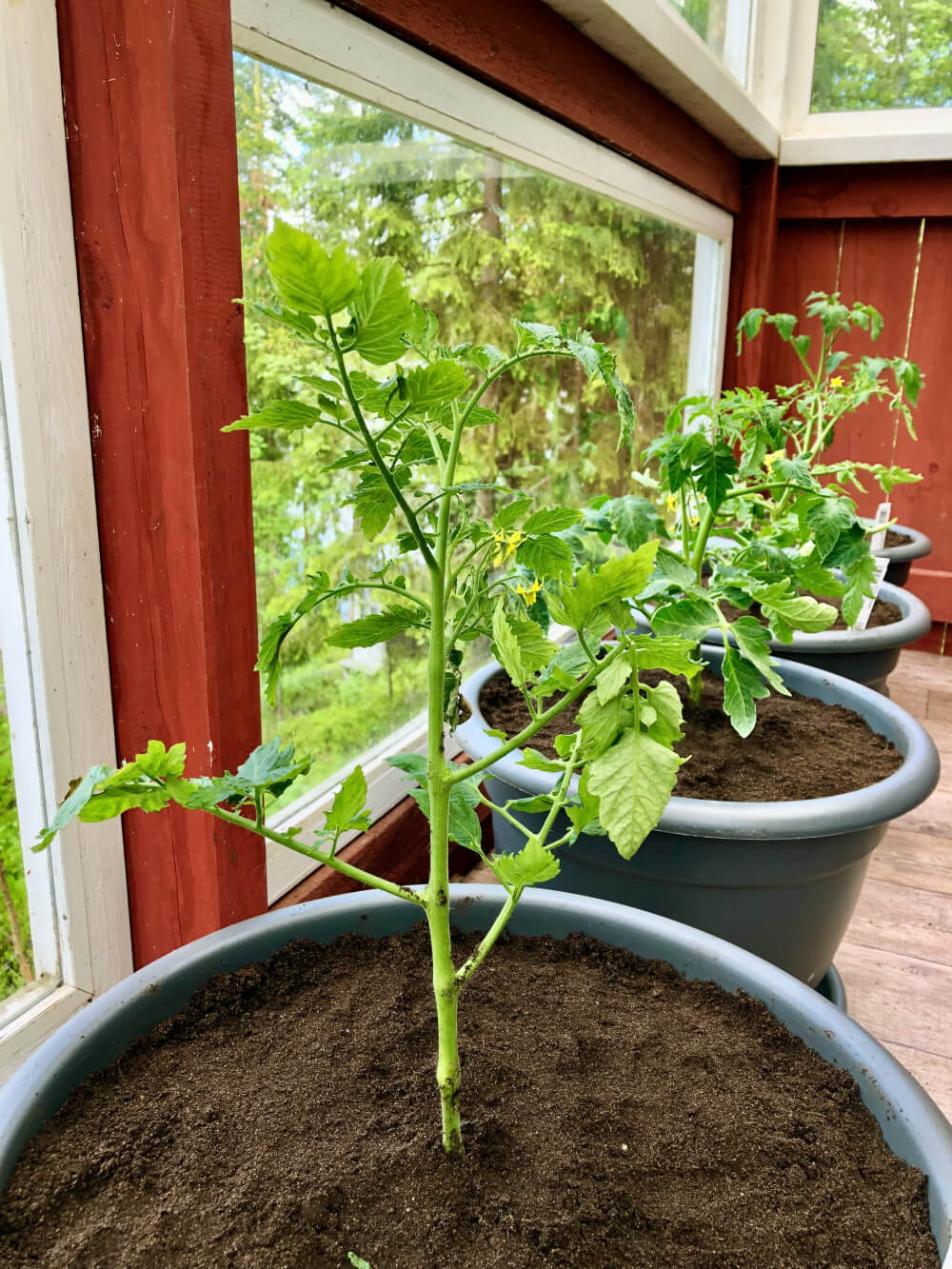 Tomaatin istutus ja kasvatus avomaalla suojaisalla terassilla