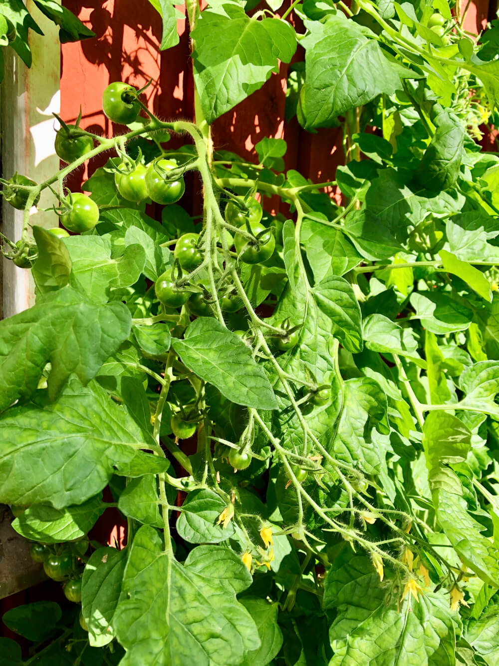 Tomaatin kasvatus avomaalla: Helpot hoito-ohjeet ja vinkit