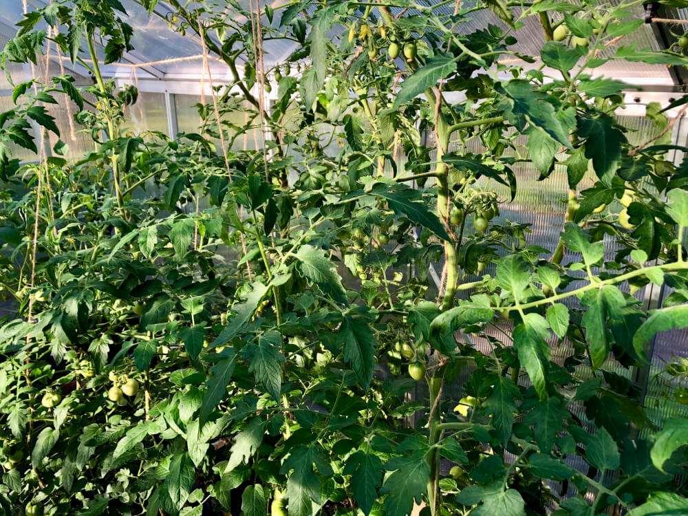 Tomaatin kasvatus helpot vinkit puutarhaan