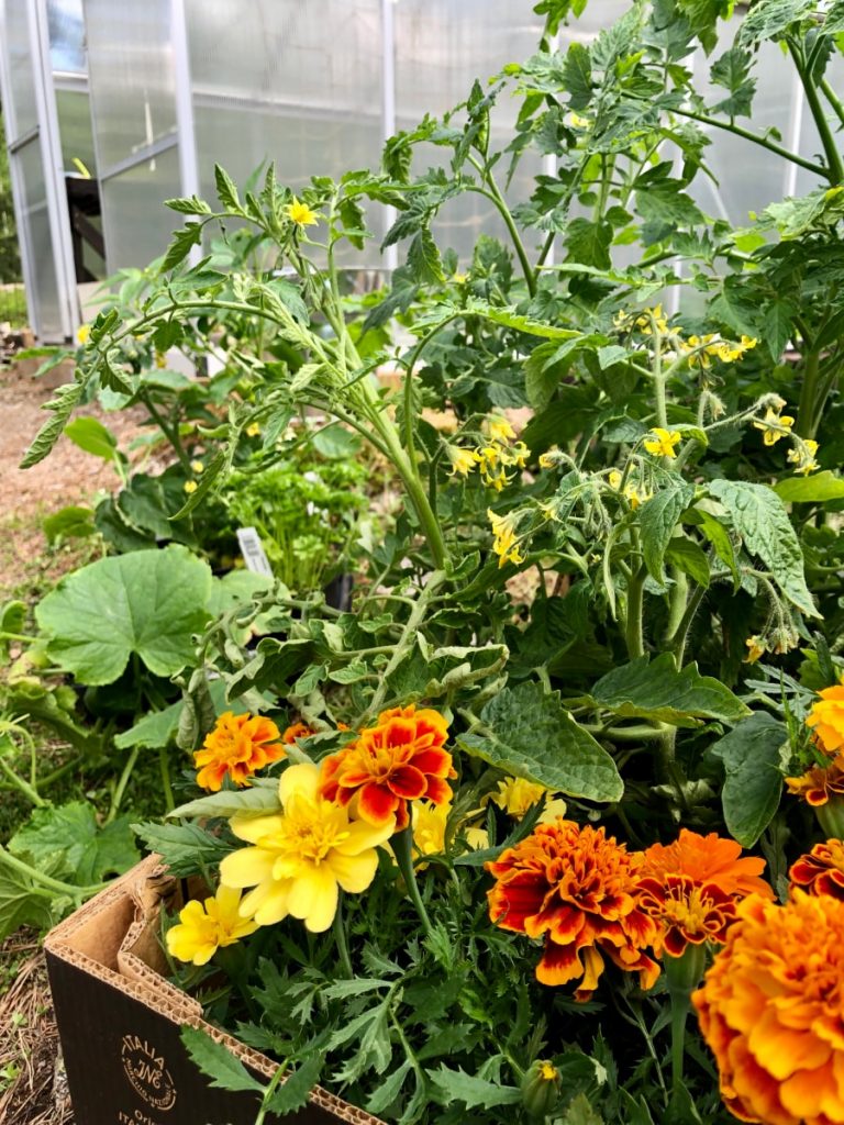 Tomaatin kasvatus ja istuttaminen - Runkotomaatin ja pensastomaatin kasvatus ja lajikkeet