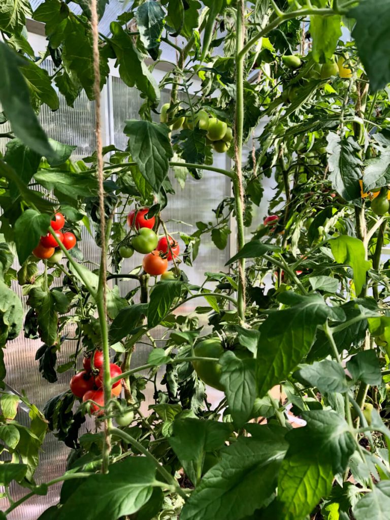 Tomaatin kasvatus kasvihuoneessa - Helpot vinkit kotipuutarhurille