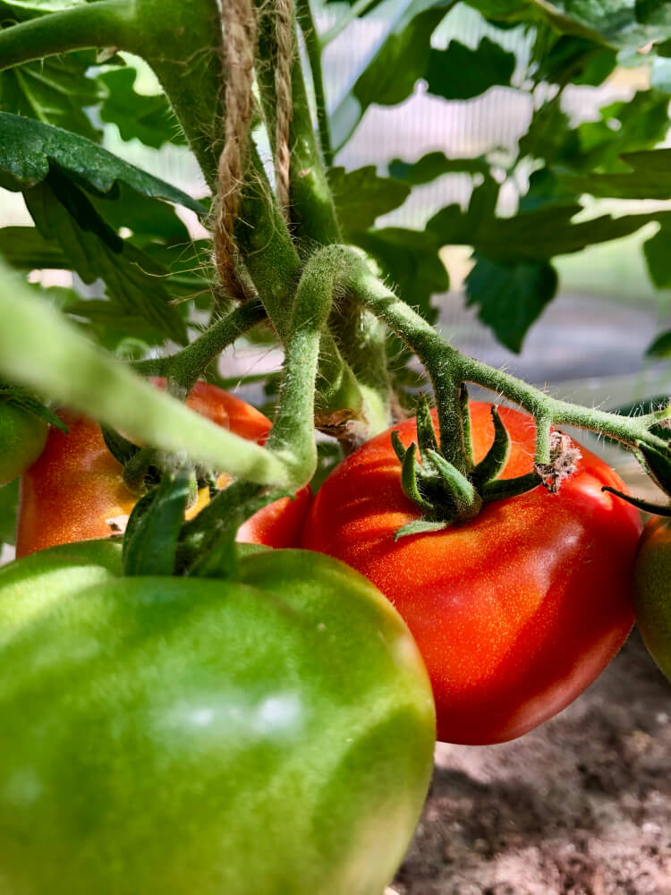 Tomaatin kasvatus kasvihuoneessa - Lajikkeet ja kypsyminen