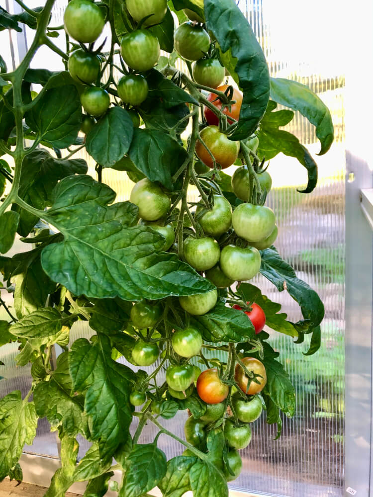 Tomaatin kasvatus kasvihuoneessa - Tomaattilajikkeiden erot ja satoisuus