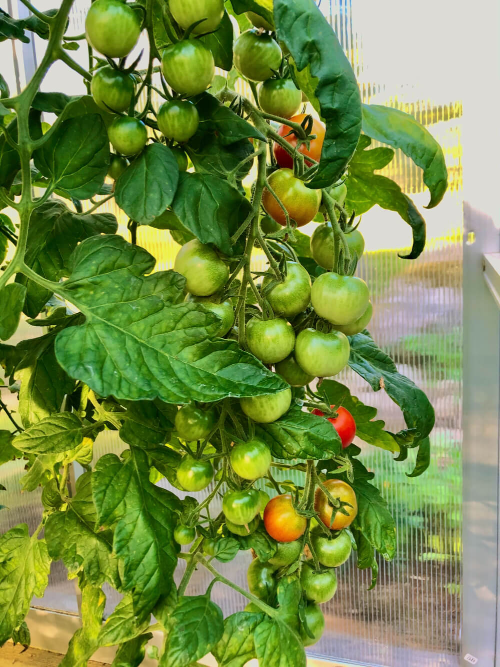 Tomaatin kasvatus kasvihuoneessa – Hoito-ohjeet ja sadonkorjuu