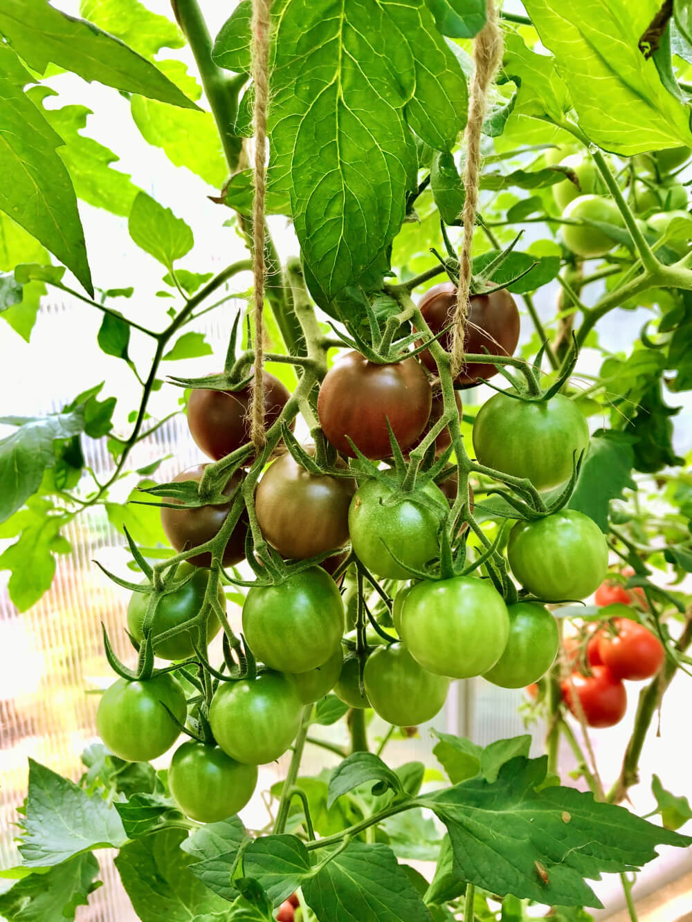 Tomaatin kasvatus kasvihuoneessa – Sadonkorjuu ja kasvin tukeminen