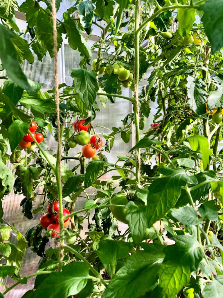 Tomaatin kasvatus kotipuutarhassa – Tomaattien tukeminen ja sadonkorjuu
