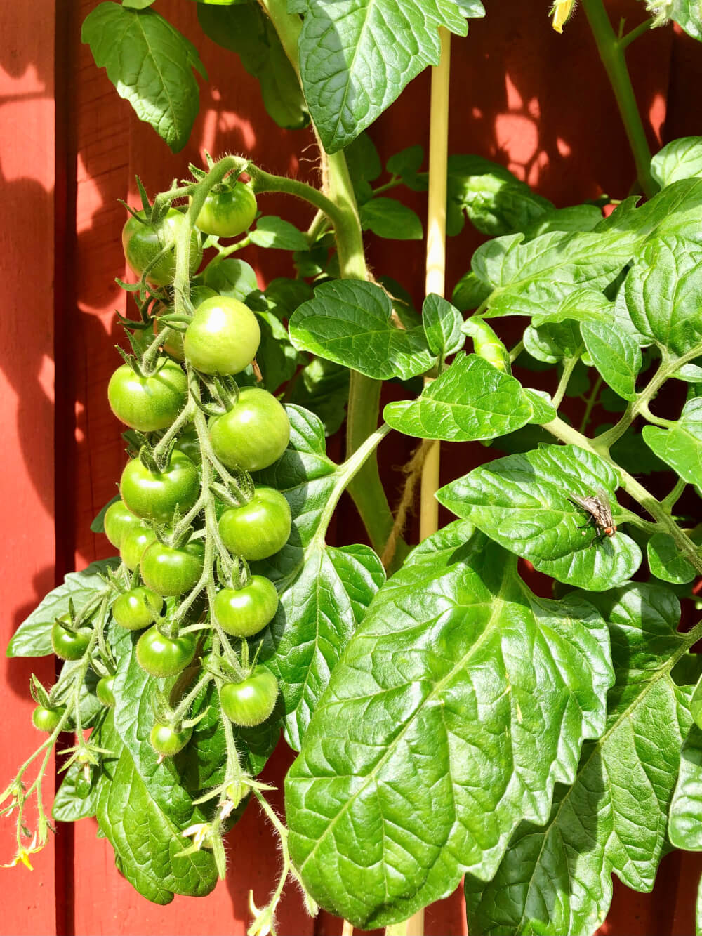 Tomaatin kasvatus ulkona seinustalla