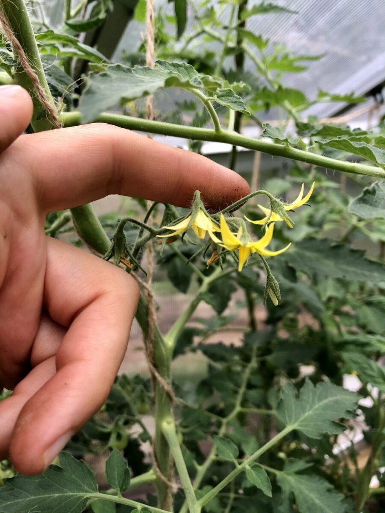 Tomaatin kukkatertun täryttäminen ja pölytyksen varmistaminen