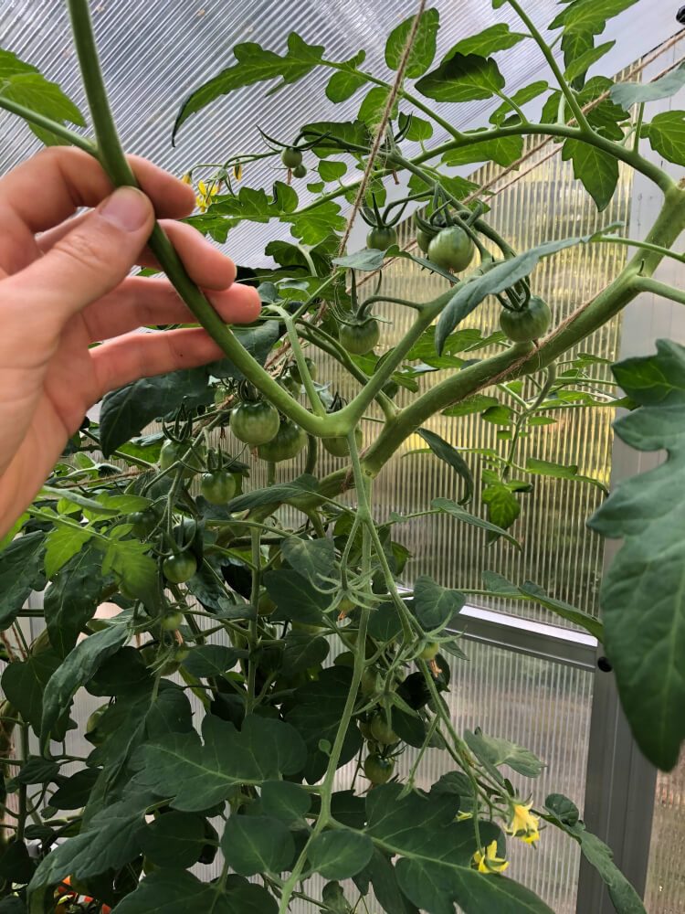 Tomaatin latvominen ja varkaiden poisto - Tomaatti kasvattaa uuden latvan vaikka kukkatertusta