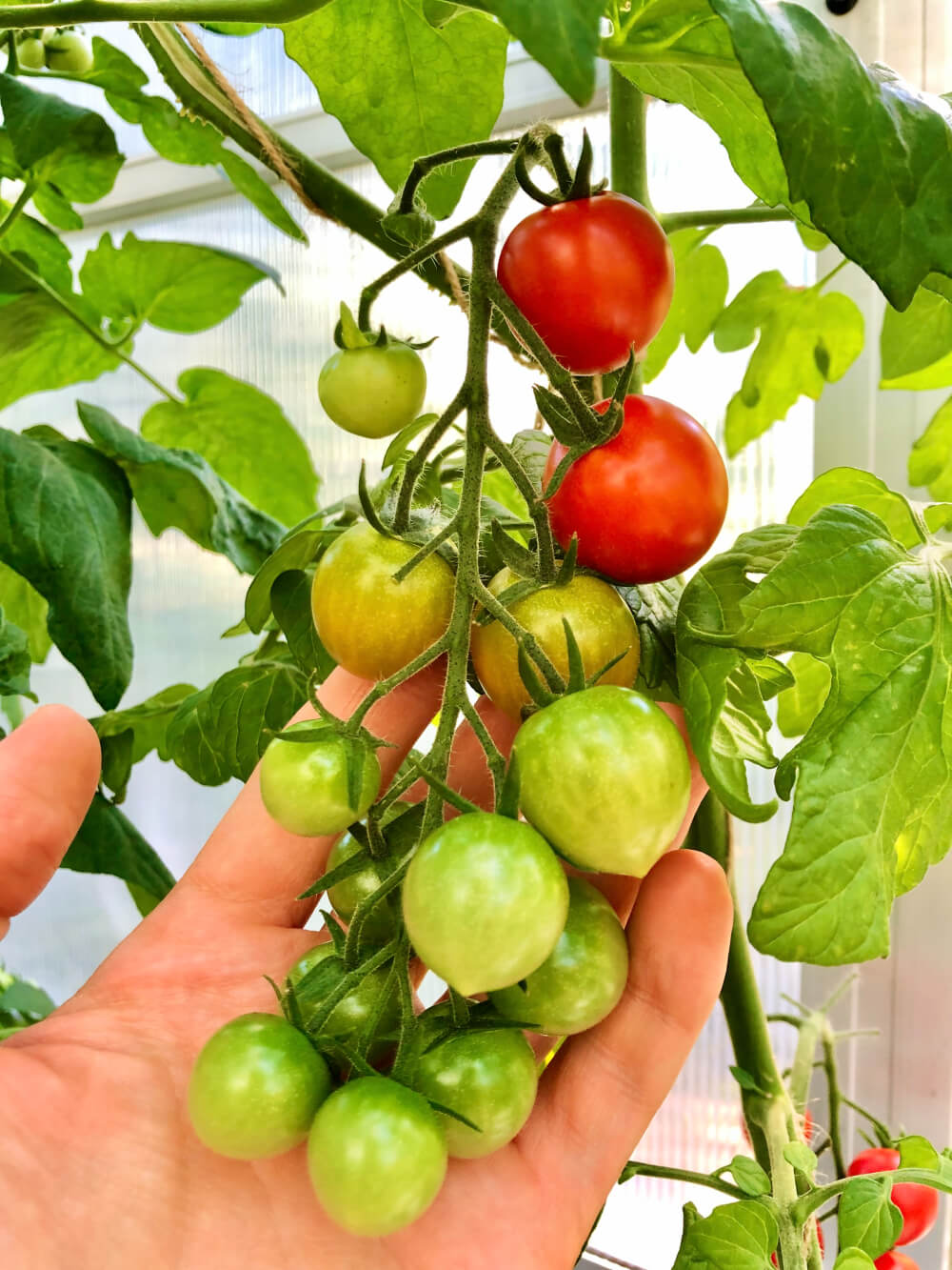 Tomaatin taimien lannoitus: Helpot ohjeet esikasvatukseen