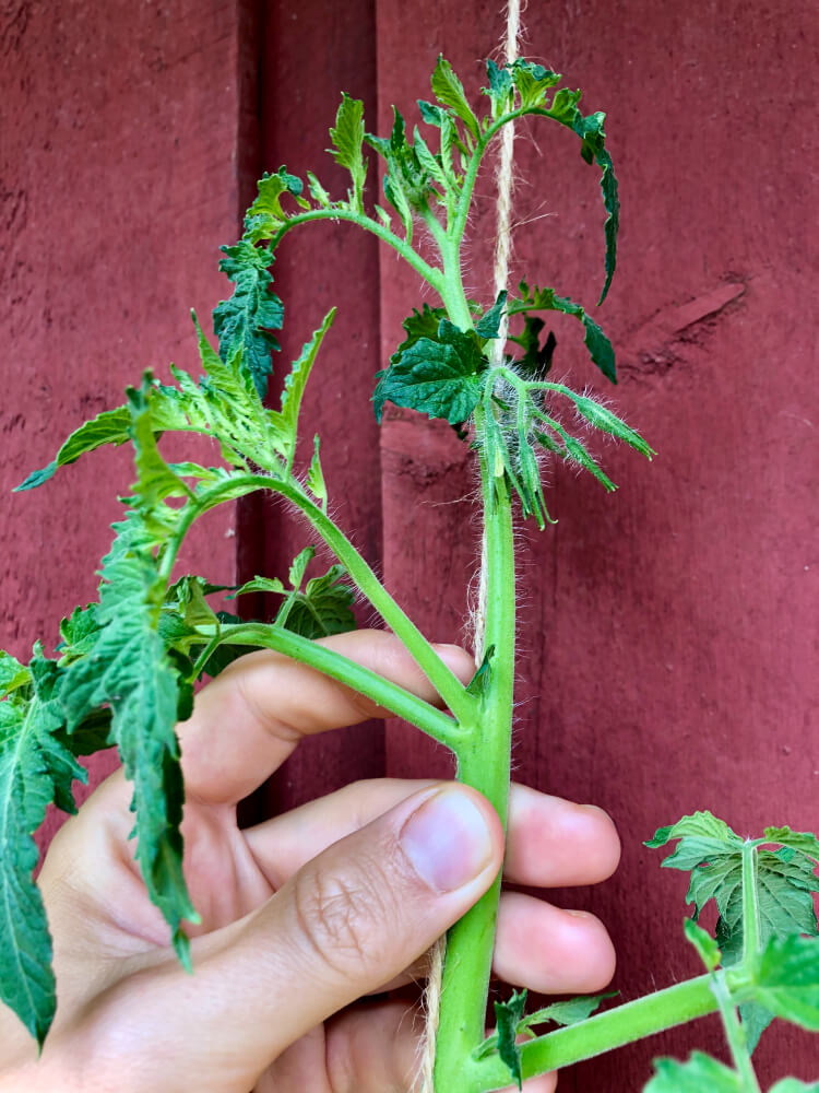 Tomaatin varkaat ja niiden poistaminen - Parhaat vinkit tomaatin kasvatukseen