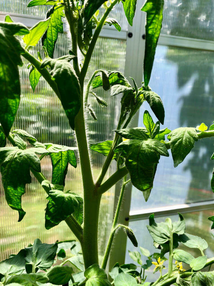 Tomaatin varkaiden poistaminen - Tomaatin kasvatusvinkit kasvihuoneeseen