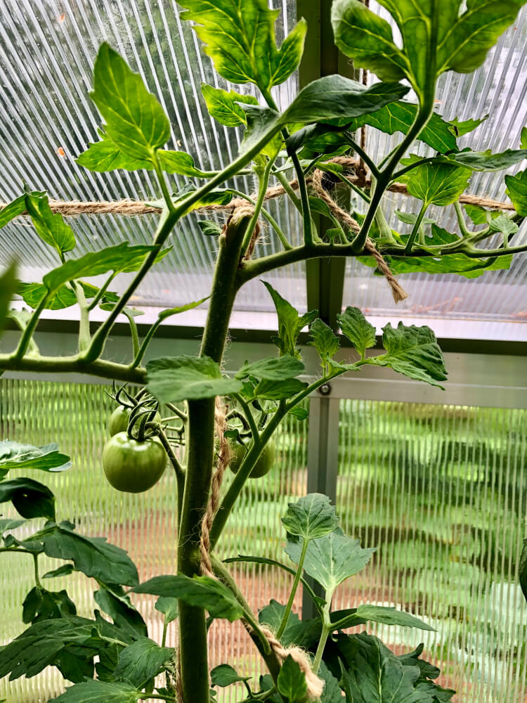 Tomaatin varsi katkesi – miten pelastan taimen?