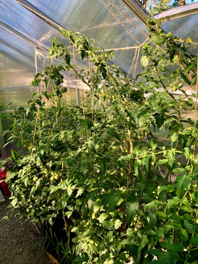 Tomaattilajikkeet ja tomaatin kasvatus – Runkotomaatit kasvihuoneessa
