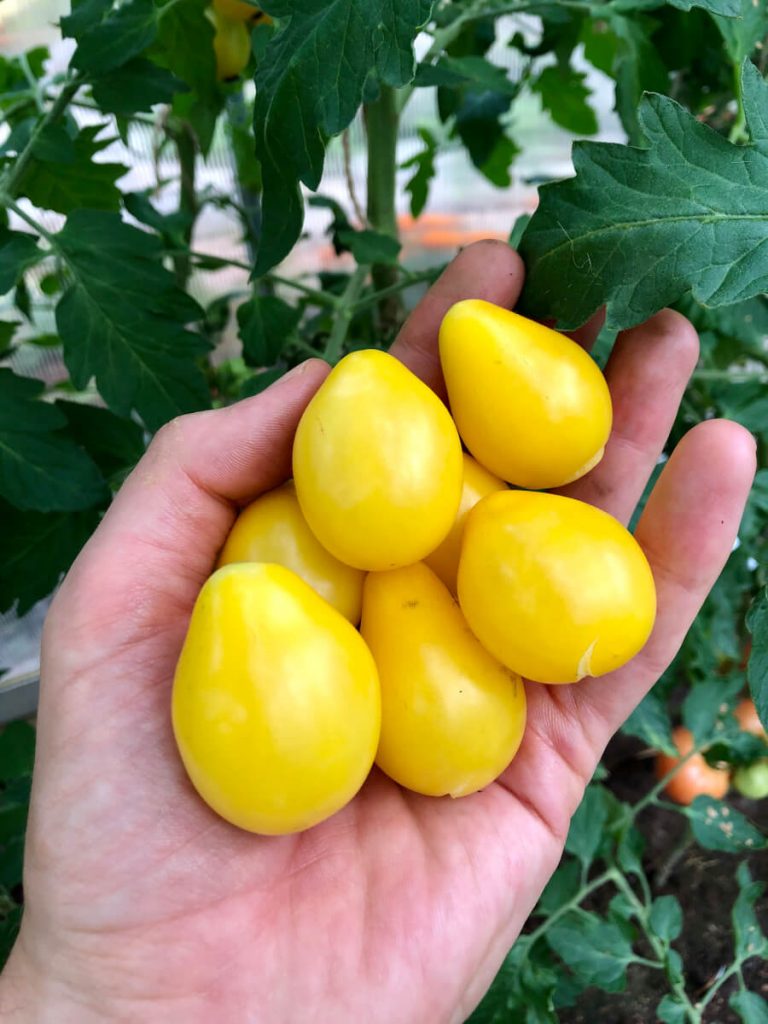 Tomaattilajikkeet ja tomaatin kasvatus – Yellow Pearshaped