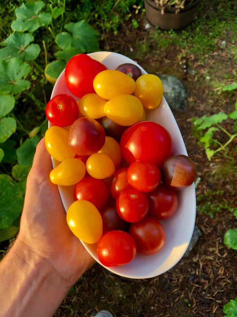 Tomaattilajikkeet ja tomaatin sadonkorjuu