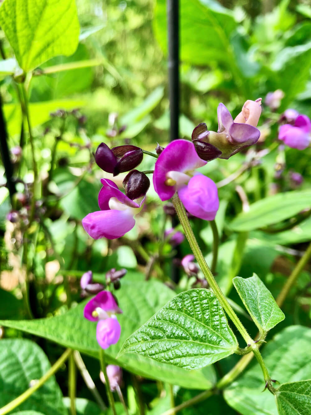 Violetti pensaspapulajike Mistik